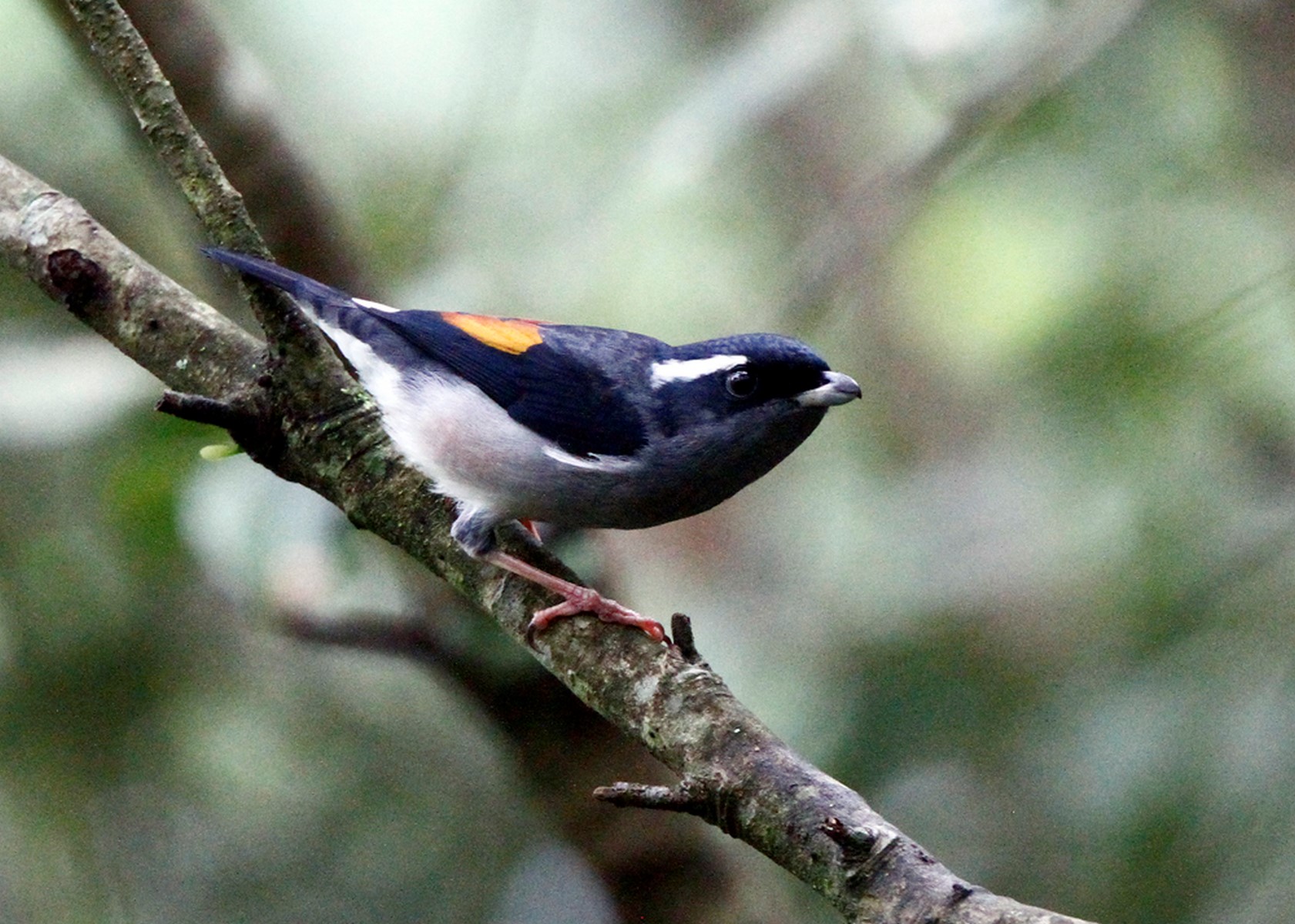 blyth`s shrike babbler